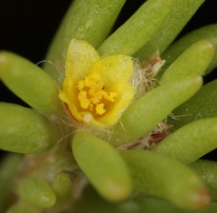 Portulaca halimoides