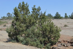 Juniperus monticola