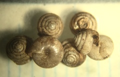 Euconulus chersinus