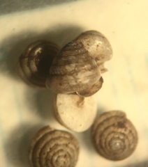 Euconulus chersinus