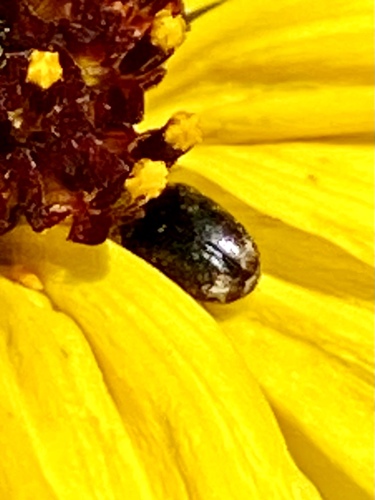 iNaturalist observation photo of Beetles