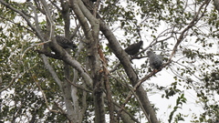 Patagioenas maculosa