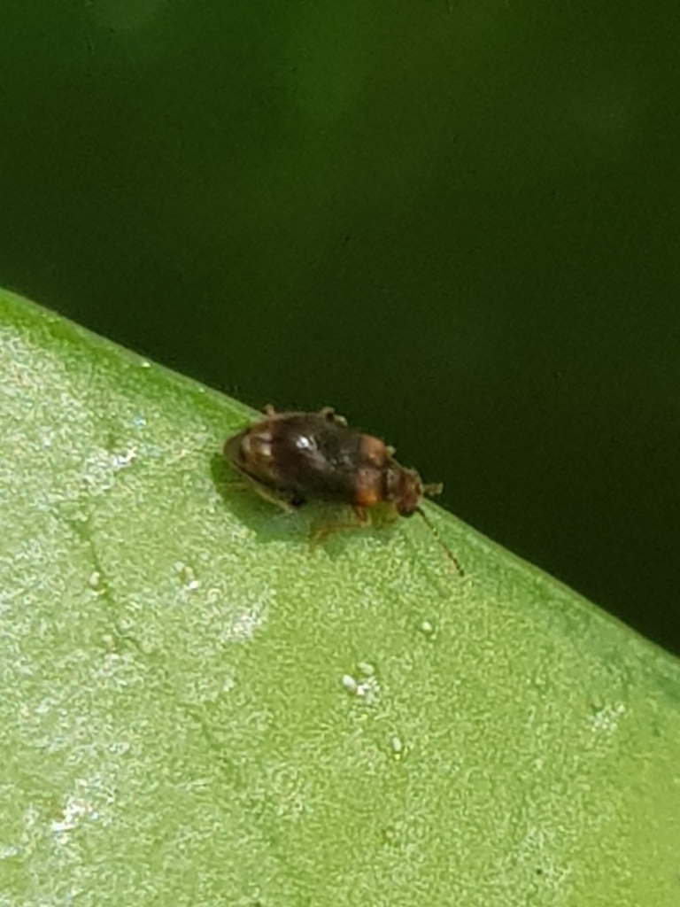 Xylobiini