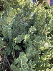 Wikstroemia uva-ursi