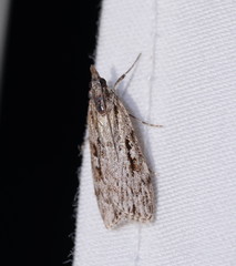Scoparia ochrophara