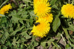 Andrena danuvia