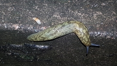 Limacus
