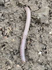 Aporrectodea caliginosa