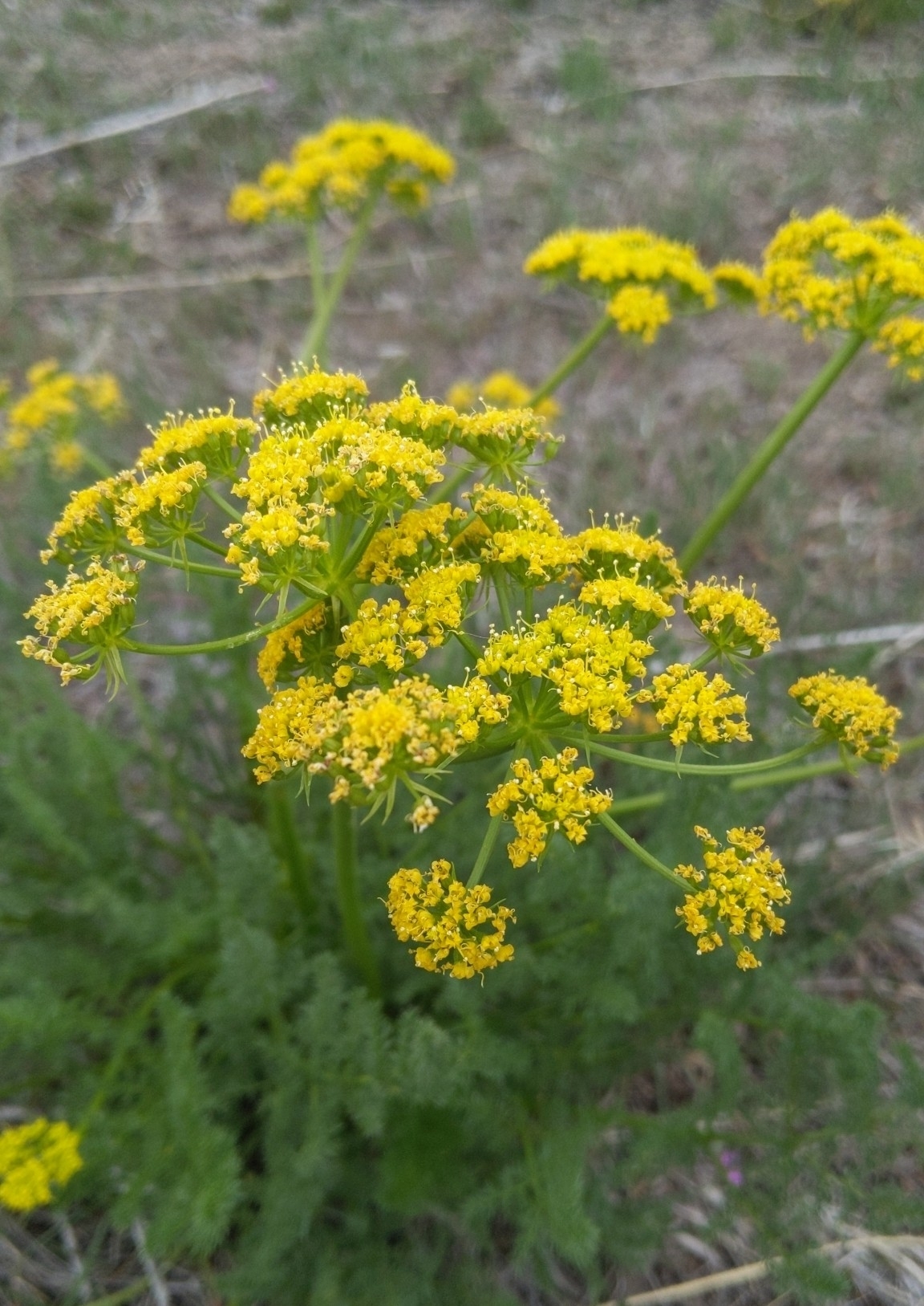 Lomatium grayi