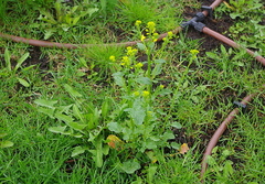 Barbarea vulgaris