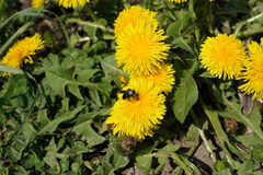 Andrena danuvia