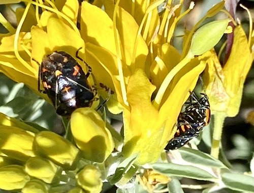 iNaturalist observation photo of Harlequin Bug