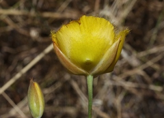 Calochortus weedii weedii