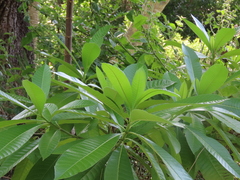 Alstonia macrophylla image