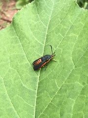 Eichlinia cucurbitae