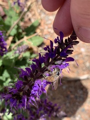 Apis mellifera