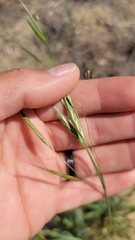 Bromus carinatus