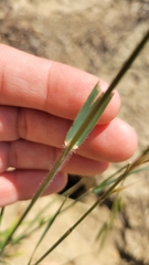 Bromus carinatus