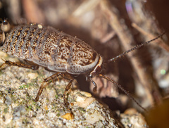 Phyllodromica subaptera