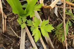 Ranunculus hispidus caricetorum