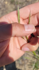 Bromus carinatus
