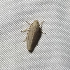 Prairiana