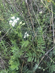 Bifora