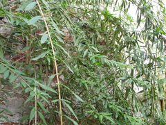 Aloysia polystachya