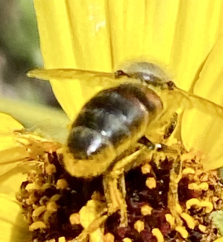 iNaturalist observation photo of Western Honey Bee