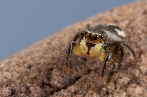 Habronattus decorus