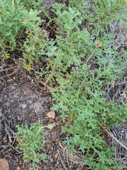 Arctotis aspera aspera