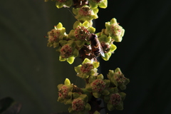 Eristalinus taeniops