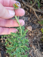 Arctotis aspera aspera