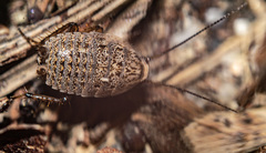 Phyllodromica subaptera