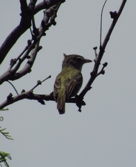 Vireo bellii