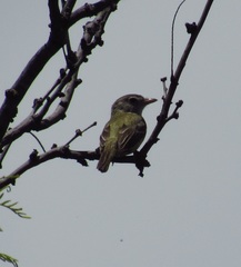 Vireo bellii