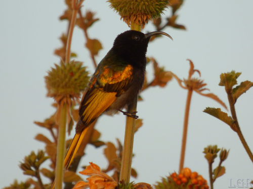 Golden-winged Sunbird (Drepanorhynchus reichenowi), photo 9