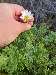 Arctotis aspera aspera