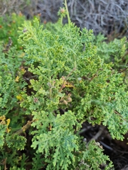 Arctotis aspera aspera