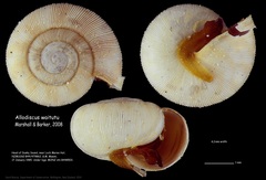 Image of Allodiscus waitutu