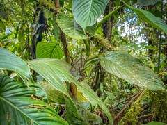 Pseudohaetera hypaesia