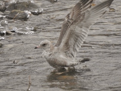 Larus brachyrhynchus