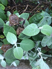 Barleria albostellata