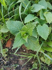 Lamium album