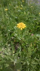 Securigera securidaca