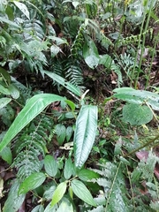 Anthurium caucanum