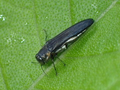 Agrilus bilineatus