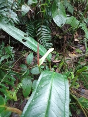 Anthurium caucanum