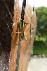 Scaria