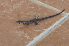 Potamites strangulatus